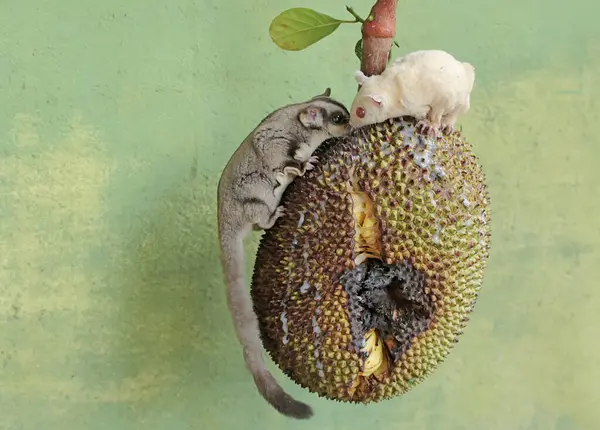 stock image A pair of sugar gliders are eating ripe jackfruit on a tree. This mammal has the scientific name Petaurus breviceps.