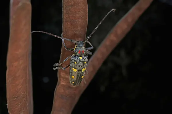 stock image A long-horned beetle is looking for food on the fruit of giant leucanea (Leucaena leucocephala). This insect has the scientific name Batocera sp.