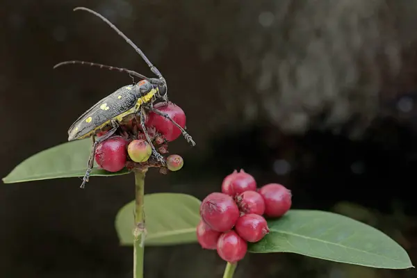 stock image A long-horned beetle is looking for food in the bushes. This insect has the scientific name Batocera sp.