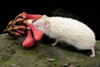 Genç bir kirpi yere düşmüş bir kömür çekirdeği çiçeğini yiyor. Bu memelinin bilimsel adı Atelerix albiventris..