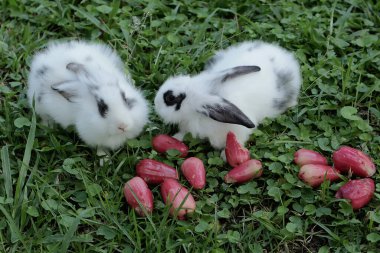 Bir çift tavşan çimenlerin üzerine düşen olgun su elmalarını yiyorlar. Bu kemirgenin bilimsel adı Lepus negricollis..