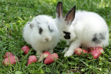 Bir çift tavşan çimenlerin üzerine düşen olgun su elmalarını yiyorlar. Bu kemirgenin bilimsel adı Lepus negricollis..