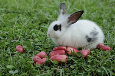 Bir çift tavşan çimenlerin üzerine düşen olgun su elmalarını yiyorlar. Bu kemirgenin bilimsel adı Lepus negricollis..