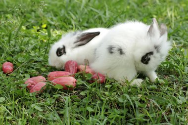 Bir çift tavşan çimenlerin üzerine düşen olgun su elmalarını yiyorlar. Bu kemirgenin bilimsel adı Lepus negricollis..