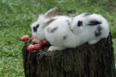 Bir çift tavşan çürük bir ağaç gövdesine düşen olgun su elmalarını yiyorlar. Bu kemirgenin bilimsel adı Lepus nigricollis..