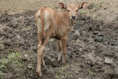 Genç bir Cava ineği etrafındakileri dikkatle izliyor. Bu memelinin bilimsel adı Bos javanicus..