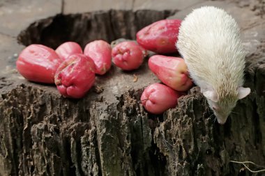 Genç bir kirpi çürük bir ağaç gövdesine düşen olgun bir su elmasını yiyor. Bu memelinin bilimsel adı Atelerix albiventris..