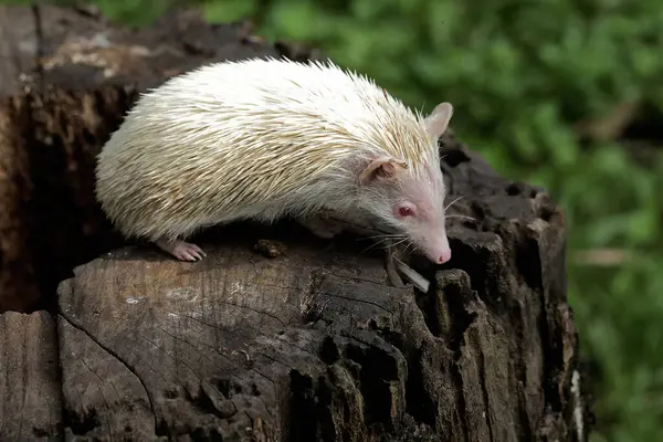 Stock image A young hedgehog is hunting termites on a rotten tree trunk. This mammal has the scientific name Atelerix albiventris.