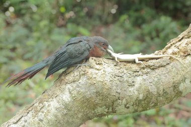 A young chestnut-breasted malkoha is preying on a common sun skink. This beautifully colored bird has the scientific name Phaenicophaeus curvirostris. clipart