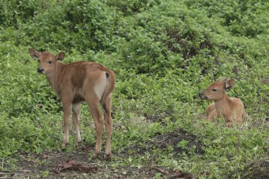 İki genç Java ineği çayırda dinleniyor. Bu memelinin bilimsel adı Bos javanicus..