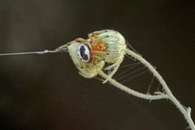 A kidney garden spider hunting for prey on a wildflower. This small spider has the scientific name Araneus mitificus. clipart