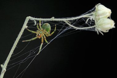 A kidney garden spider hunting for prey on a wildflower. This small spider has the scientific name Araneus mitificus. clipart