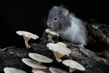 Bir Campbell cüce hamster mantarla kaplı çürüyen bir ağaç gövdesinde termit avlar. Bu kemirgenin bilimsel adı Phodopus kampbelli..