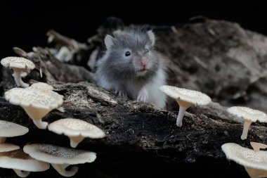 A Campbell dwarf hamster hunts for termites on a rotting tree trunk covered in fungus. This rodent has the scientific name Phodopus campbelli. clipart