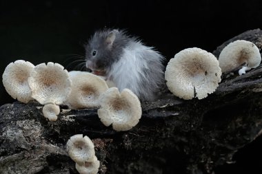 Bir Campbell cüce hamster mantarla kaplı çürüyen bir ağaç gövdesinde termit avlar. Bu kemirgenin bilimsel adı Phodopus kampbelli..