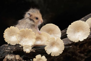 Bir Campbell cüce hamster mantarla kaplı çürüyen bir ağaç gövdesinde termit avlar. Bu kemirgenin bilimsel adı Phodopus kampbelli..