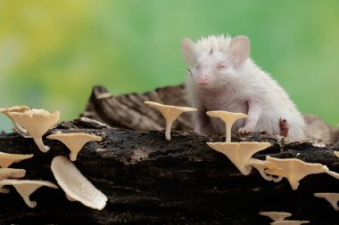 Genç bir kirpi çürüyen bir ağaç gövdesinde büyüyen mantarı yiyor. Bu memelinin bilimsel adı Atelerix albiventris..