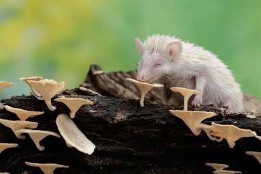 Genç bir kirpi çürüyen bir ağaç gövdesinde büyüyen mantarı yiyor. Bu memelinin bilimsel adı Atelerix albiventris..