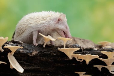 Genç bir kirpi çürüyen bir ağaç gövdesinde büyüyen mantarı yiyor. Bu memelinin bilimsel adı Atelerix albiventris..