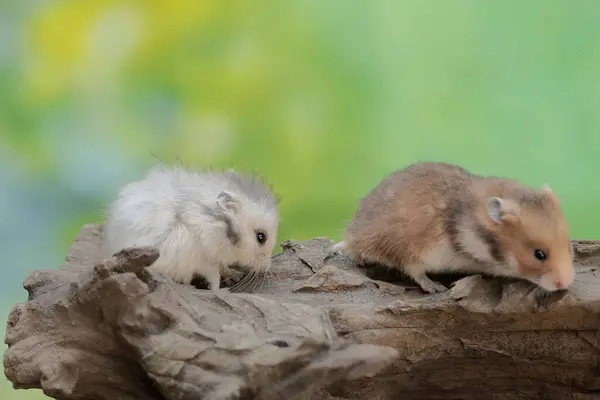 stock image Two campbell dwarf hamsters hunt for termites on a rotting tree trunk. This rodent has the scientific name Phodopus campbelli.