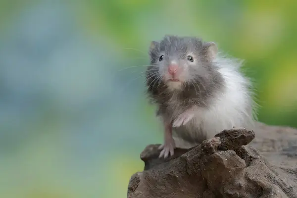 stock image A campbell dwarf hamster hunt for termites on a rotting tree trunk. This rodent has the scientific name Phodopus campbelli.