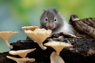 Bir Campbell cüce hamster mantarla kaplı çürüyen bir ağaç gövdesinde termit avlar. Bu kemirgenin bilimsel adı Phodopus kampbelli..