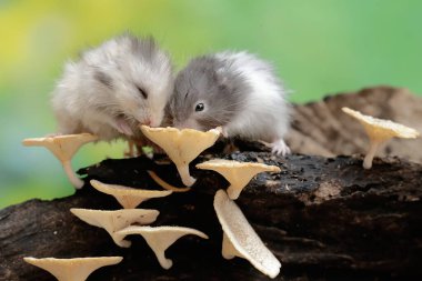 İki Campbell cüce hamster mantarla kaplı çürüyen bir ağaç gövdesinde termit avlıyor. Bu kemirgenin bilimsel adı Phodopus kampbelli..