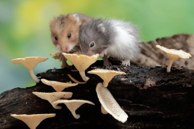 İki Campbell cüce hamster mantarla kaplı çürüyen bir ağaç gövdesinde termit avlıyor. Bu kemirgenin bilimsel adı Phodopus kampbelli..