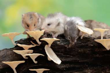 Üç Campbell cüce hamsterı çürüyen bir ağaç gövdesinde mantarla kaplı termitleri avlar. Bu kemirgenin bilimsel adı Phodopus kampbelli..