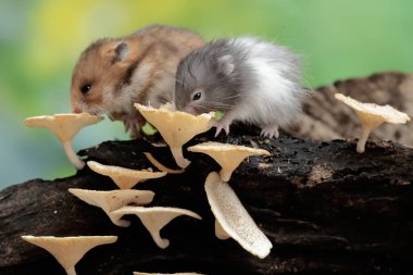 İki Campbell cüce hamster mantarla kaplı çürüyen bir ağaç gövdesinde termit avlıyor. Bu kemirgenin bilimsel adı Phodopus kampbelli..