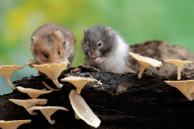 İki Campbell cüce hamster mantarla kaplı çürüyen bir ağaç gövdesinde termit avlıyor. Bu kemirgenin bilimsel adı Phodopus kampbelli..