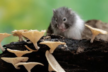 Bir Campbell cüce hamster mantarla kaplı çürüyen bir ağaç gövdesinde termit avlar. Bu kemirgenin bilimsel adı Phodopus kampbelli..