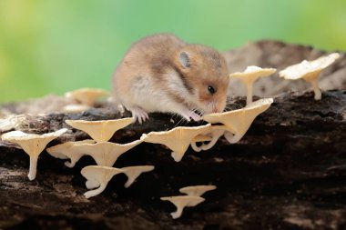 Bir Campbell cüce hamster mantarla kaplı çürüyen bir ağaç gövdesinde termit avlar. Bu kemirgenin bilimsel adı Phodopus kampbelli..