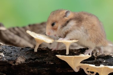 Bir Campbell cüce hamster mantarla kaplı çürüyen bir ağaç gövdesinde termit avlar. Bu kemirgenin bilimsel adı Phodopus kampbelli..