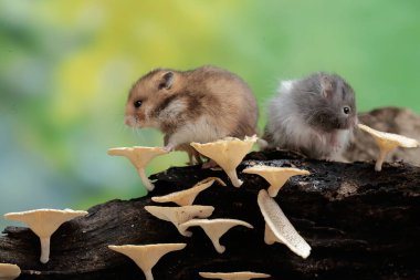 İki Campbell cüce hamster mantarla kaplı çürüyen bir ağaç gövdesinde termit avlıyor. Bu kemirgenin bilimsel adı Phodopus kampbelli..