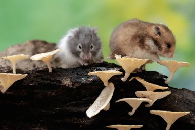 İki Campbell cüce hamster mantarla kaplı çürüyen bir ağaç gövdesinde termit avlıyor. Bu kemirgenin bilimsel adı Phodopus kampbelli..