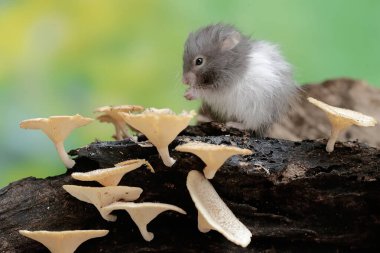 Bir Campbell cüce hamster mantarla kaplı çürüyen bir ağaç gövdesinde termit avlar. Bu kemirgenin bilimsel adı Phodopus kampbelli..