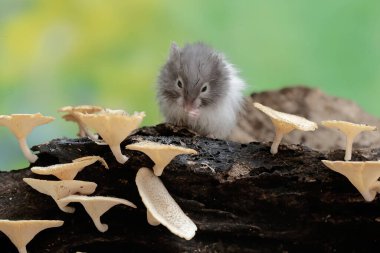 Bir Campbell cüce hamster mantarla kaplı çürüyen bir ağaç gövdesinde termit avlar. Bu kemirgenin bilimsel adı Phodopus kampbelli..