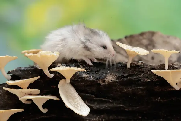 stock image A Campbell dwarf hamster hunts for termites on a rotting tree trunk covered in fungus. This rodent has the scientific name Phodopus campbelli.