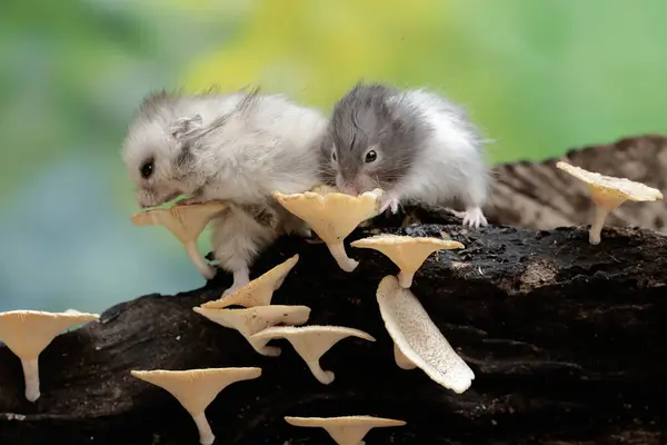 stock image Two Campbell dwarf hamsters hunts for termites on a rotting tree trunk covered in fungus. This rodent has the scientific name Phodopus campbelli.