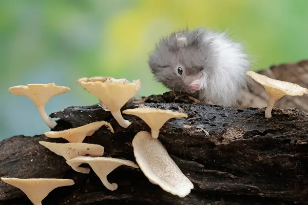 stock image A Campbell dwarf hamster hunts for termites on a rotting tree trunk covered in fungus. This rodent has the scientific name Phodopus campbelli.