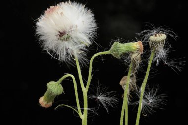 Dişi devedikeni çiçek açtığında güzelliği. Bu bitkinin bilimsel adı Sonchus arvensis..
