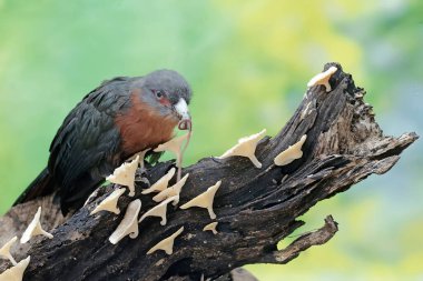 A young chestnut-breasted malkoha is preying on a large earthworm. This beautifully colored bird has the scientific name Phaenicophaeus curvirostris. clipart