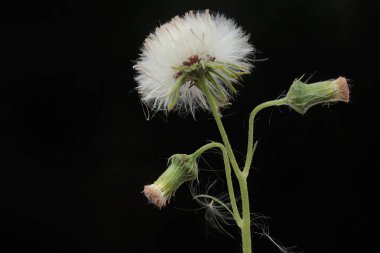Dişi devedikeni çiçek açtığında güzelliği. Bu bitkinin bilimsel adı Sonchus arvensis..