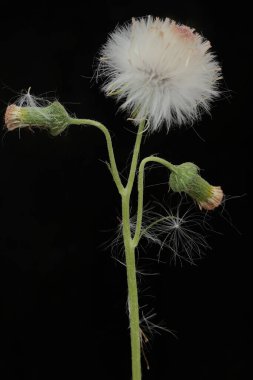 Dişi devedikeni çiçek açtığında güzelliği. Bu bitkinin bilimsel adı Sonchus arvensis..