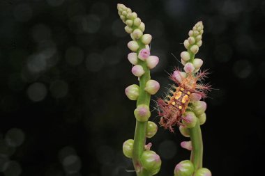Yabani bir çiçekle beslenen ısırgan otu tırtılı. Bu güzel renkli böceğin bilimsel adı Setora nitens..