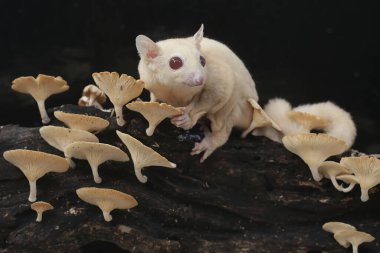 Çürüyen bir ağaç gövdesinde mantarla kaplı termitleri avlayan yetişkin bir şeker planörü. Bu memelinin bilimsel adı Petaurus breviceps.