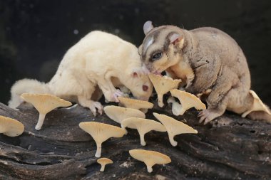 Çürüyen bir ağaç gövdesinde mantarla kaplı termitleri avlayan bir çift yetişkin şeker planörü. Bu memelinin bilimsel adı Petaurus breviceps.