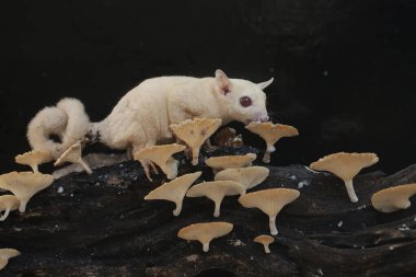 Çürüyen bir ağaç gövdesinde mantarla kaplı termitleri avlayan yetişkin bir şeker planörü. Bu memelinin bilimsel adı Petaurus breviceps.