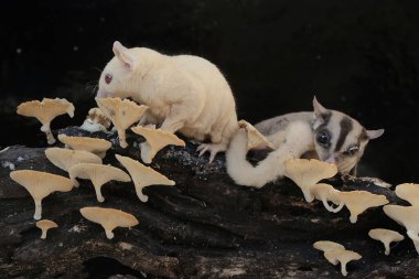 Çürüyen bir ağaç gövdesinde mantarla kaplı termitleri avlayan bir çift yetişkin şeker planörü. Bu memelinin bilimsel adı Petaurus breviceps.